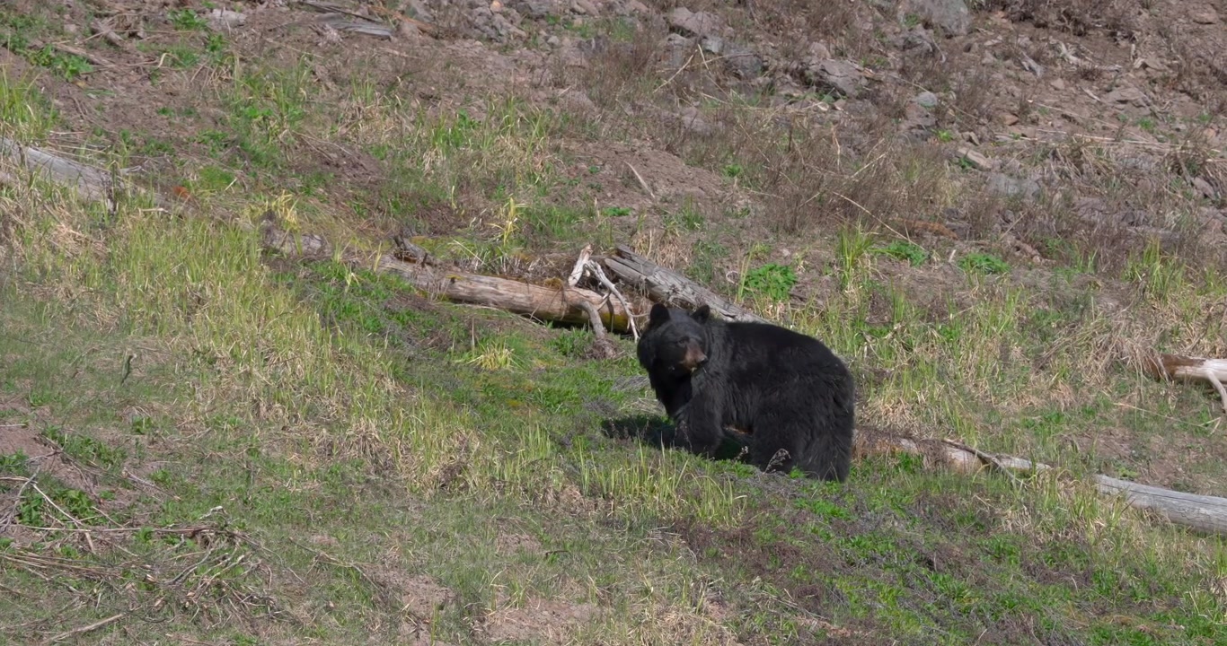 Orso nero americano al pascolo in un prato naturale, prima di fermarsi per osservare l'ambiente circostante. Un classico comportamento della fauna selvatica catturato in un pacifico paesaggio nordamericano