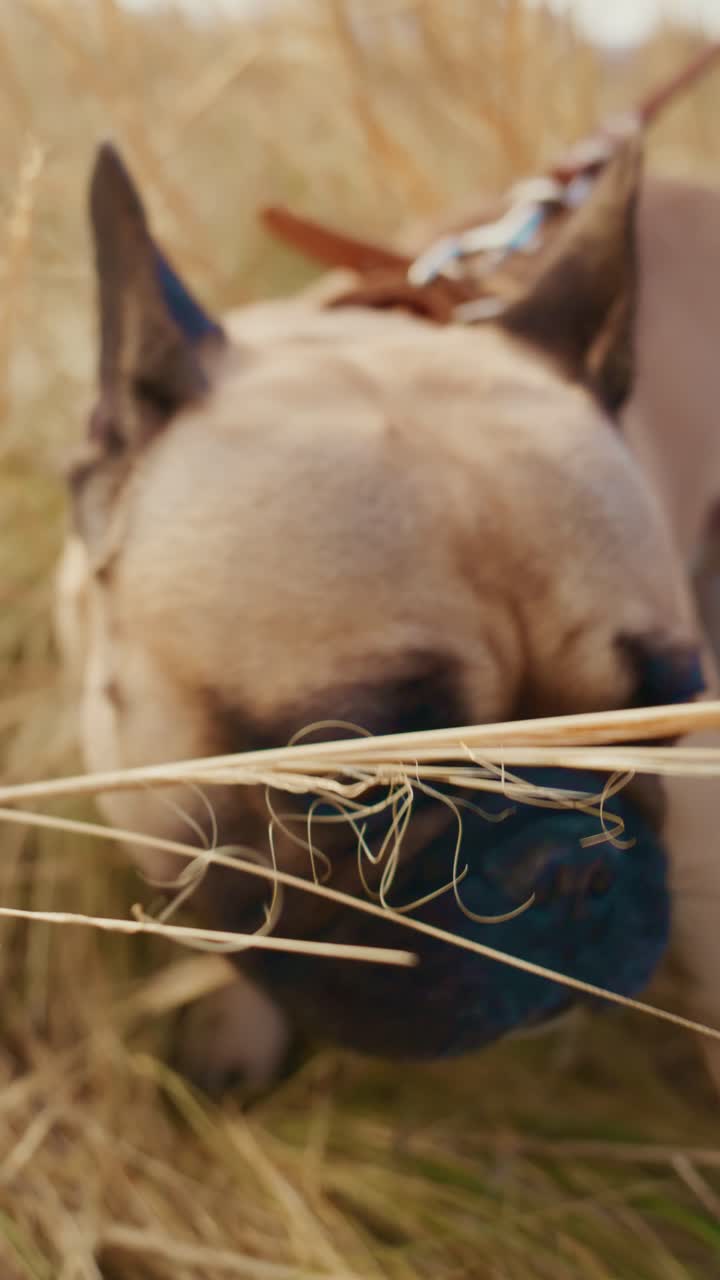 Eine herzerwärmende Verbindung zwischen Mensch und Hund: Erforsche die Bindung in der Natur durch Spiel, Zuneigung und Erkundung und halte Momente der Freude und Kameradschaft im Freien fest