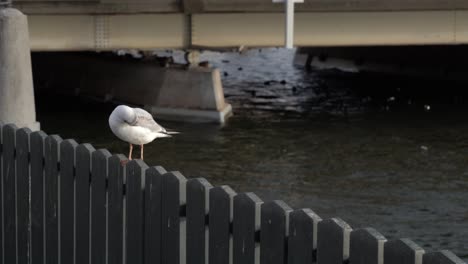 A-lonely-bird-sitting-on-a-fence-by-the-water