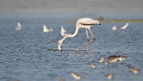 Jungflamingo-Wandert-An-Der-Flachen-Küste-Bahrains