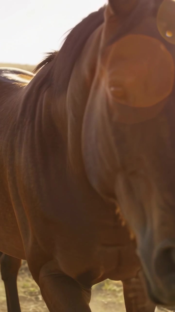 Vídeo vertical: Cavalo castanho caminhando em direção à câmera sobre grama seca, mostrando reflexo de lente