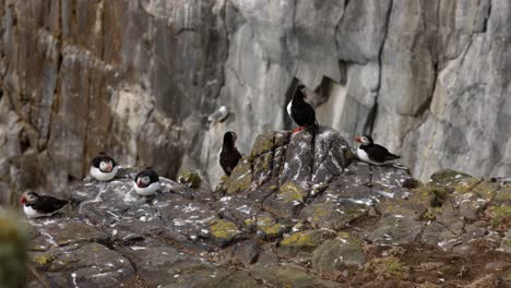 multiple puffins cleaning their feathers whilst perched on a cliff at the Isle of May