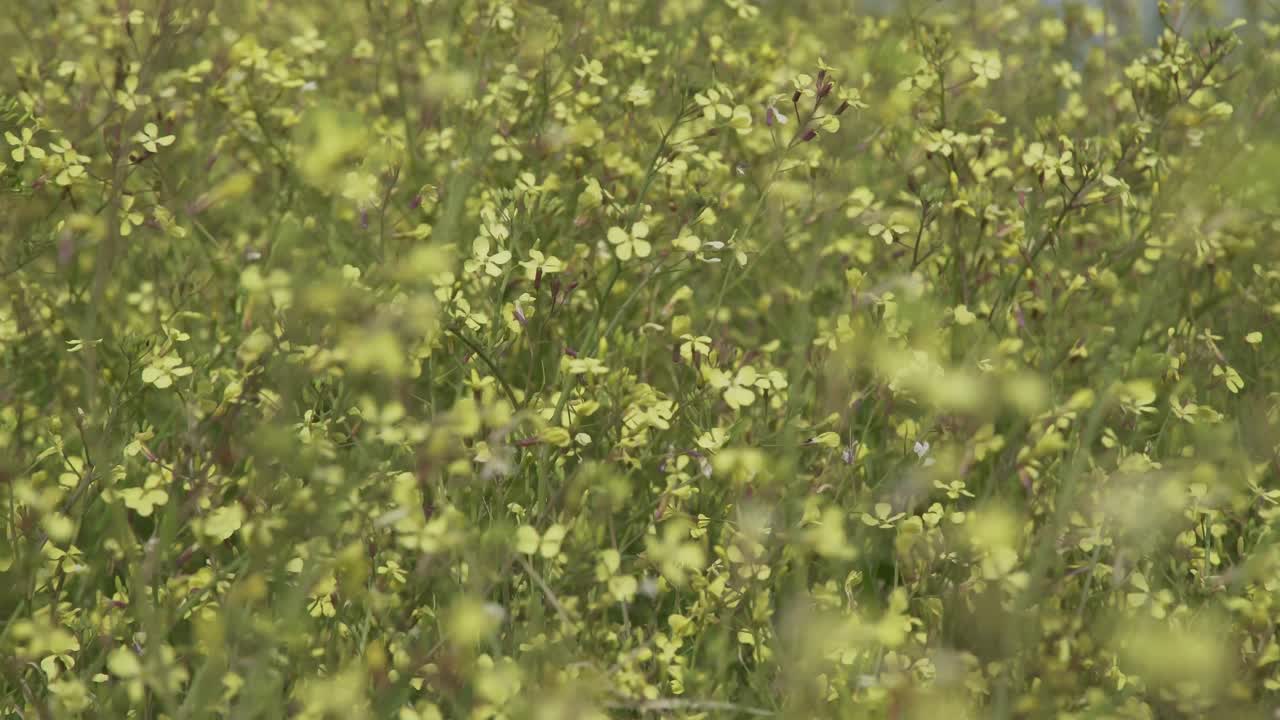 Campo di fiori gialli, ripresa rurale
