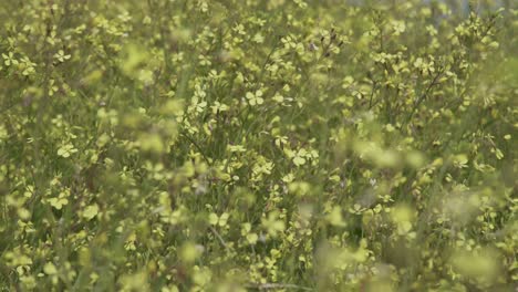 campo de flores amarillas, tiro rural
