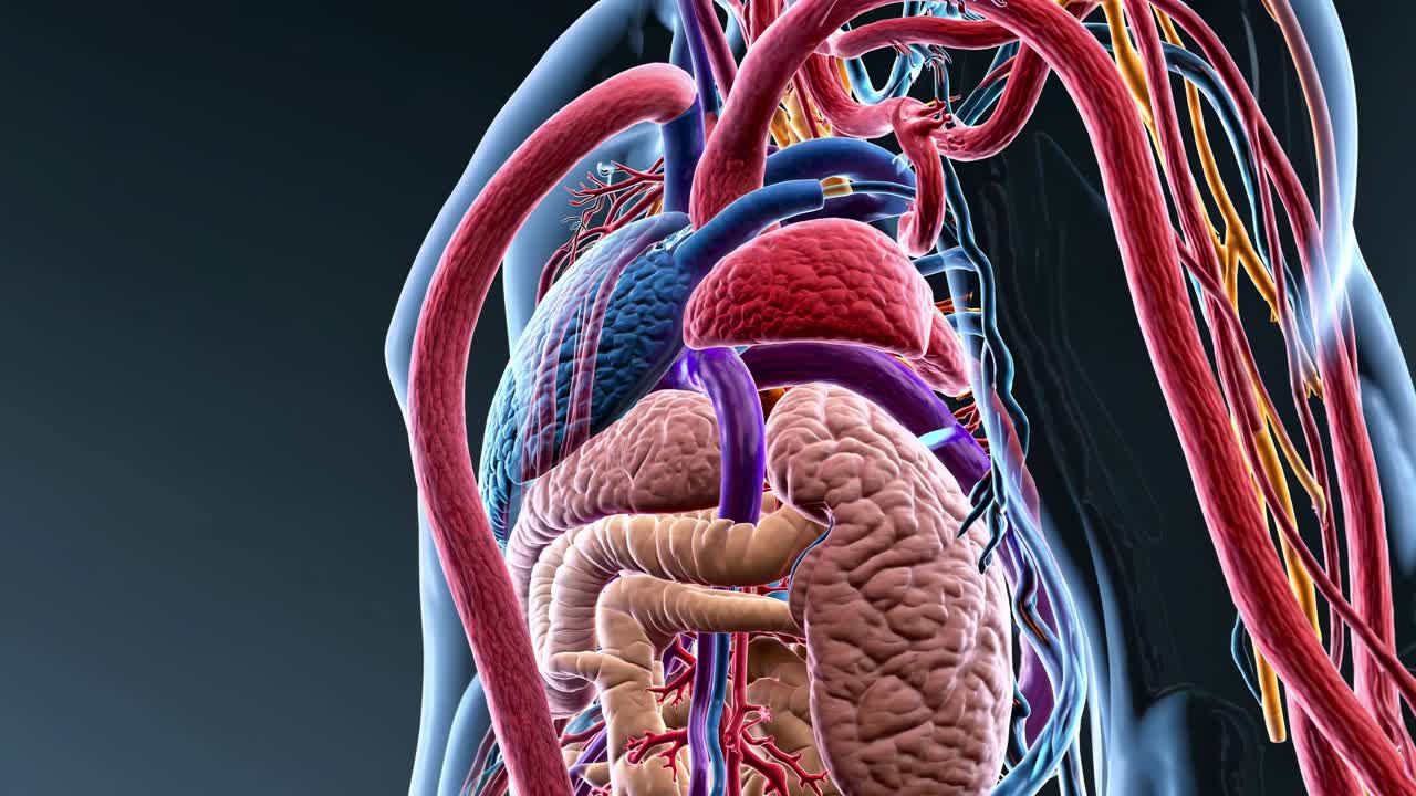 Human Internal Organs and Blood Vessels