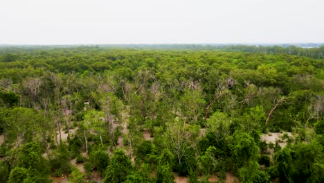 Luftaufnahme-Des-Ausgedehnten-Mangrovenwaldes-In-Der-Nähe-Des-Kuakata-Strandes,-Angrenzend-An-Sundarbans