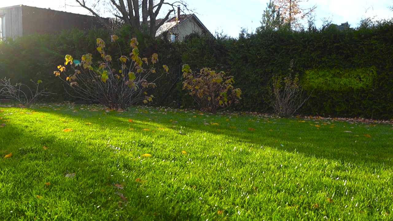 Sunny day at a garden with green mowed lawn and bushes and houses in the background during autumn time while yellow and golden leaves are on the ground. Sky is blue and has clouds. Sun beams, rays