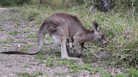 A-baby-Joey-Kangaroo-peaks-out-of-its-mother's-pouch-while-she-is-grazing-in-a-grassy-field