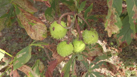 four spiny horse chestnuts hanging from a branch of a horse chestnut tree being blown by the wind amongst infected leaves that have leaf blotch