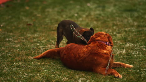 un cachorro malinois belga y un golden retriever adulto juegan juntos.