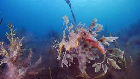 Dragón-De-Mar-Frondoso-Con-Huevos-4k-Cámara-Lenta-Sur-De-Australia