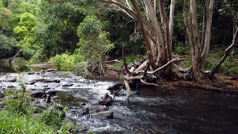 watching water flowing down a creek and looking up to the canopy panning up a tree in slow motion