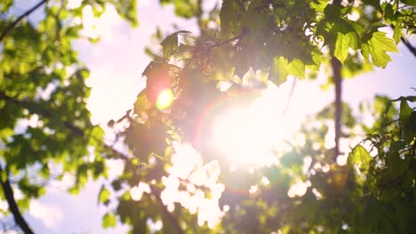 sunlight seen through branches