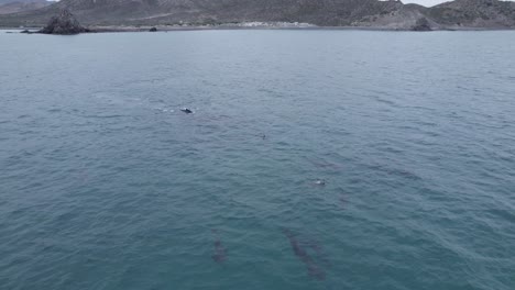 dolphins and whales swimming together in cabo pulmo, bcs, mexico