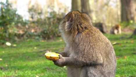 a macaque monkey in a green forest