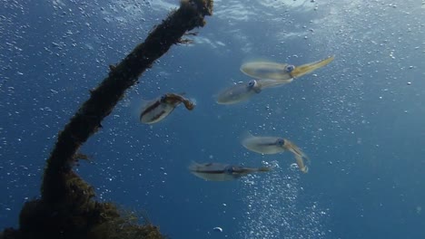 shoal of bigfin reef squid use broken mooring line rope as protection