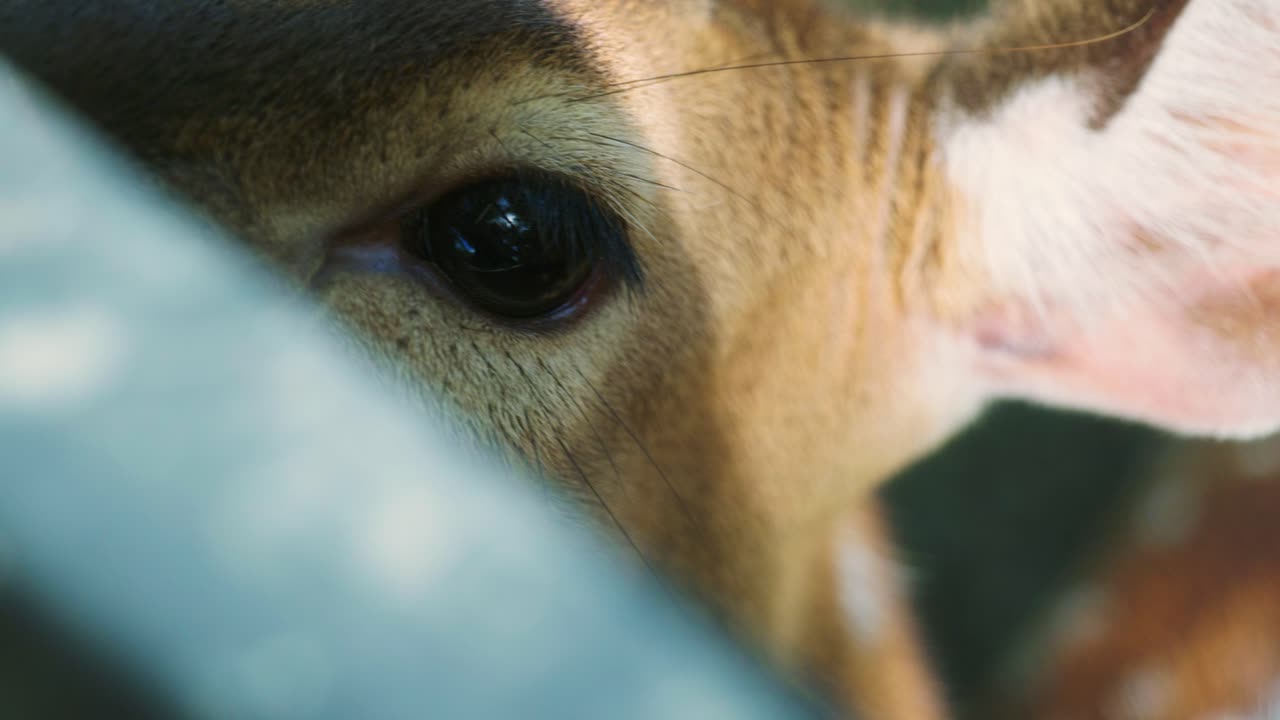4K Cinematic slow motion wildlife nature footage of a spotted deer's eye from up close in the middle of the jungle in the mountains of Phuket, Thailand on a sunny day