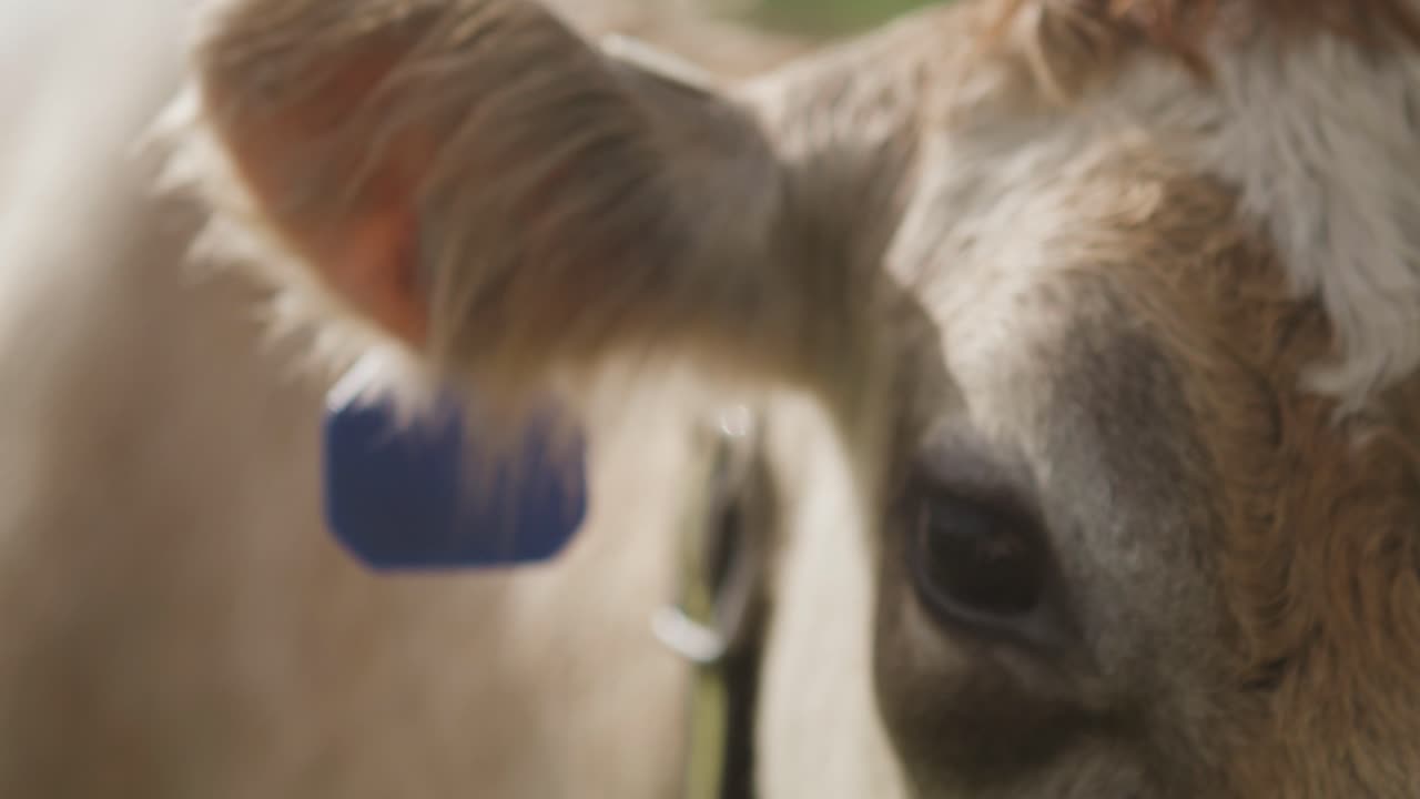 Close-up de vaca Jersey com brincos na orelha e etiquetas no pescoço.