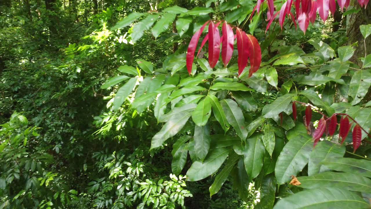 Piante rosse e verdi vivaci nella lussureggiante giungla di Minca, Colombia, con la luce del sole che filtra