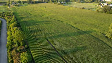 Birds-Flying-Corn-Green-Field-Top-Notch-Aerial-Drone-Fly-Above-Agriculture-Plant