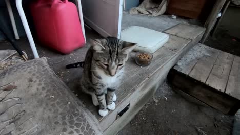 Tabby-Katze-Sitzt-Auf-Der-Veranda-Im-Hinterhof-Eines-Hauses-Und-Schaut-In-Die-Kamera