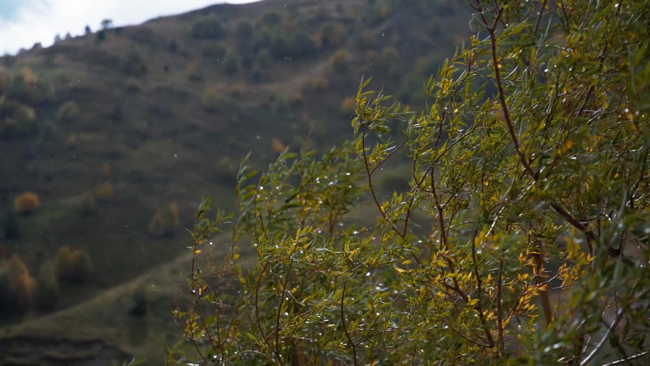 Pioggia battente che cade sui rami degli alberi