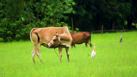 indian cow at grass field with cattle egret in bangladesh