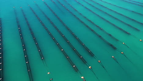 Aerial-over-a-clam-breeding-farm-in-Wainui-Bay,-Tasman,-South-Island,-New-Zealand