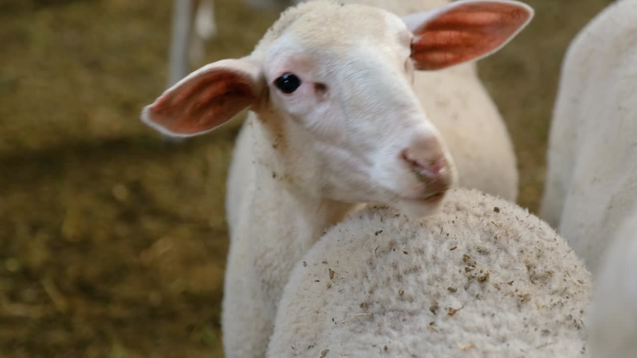 ovejas en una granja de rebaños