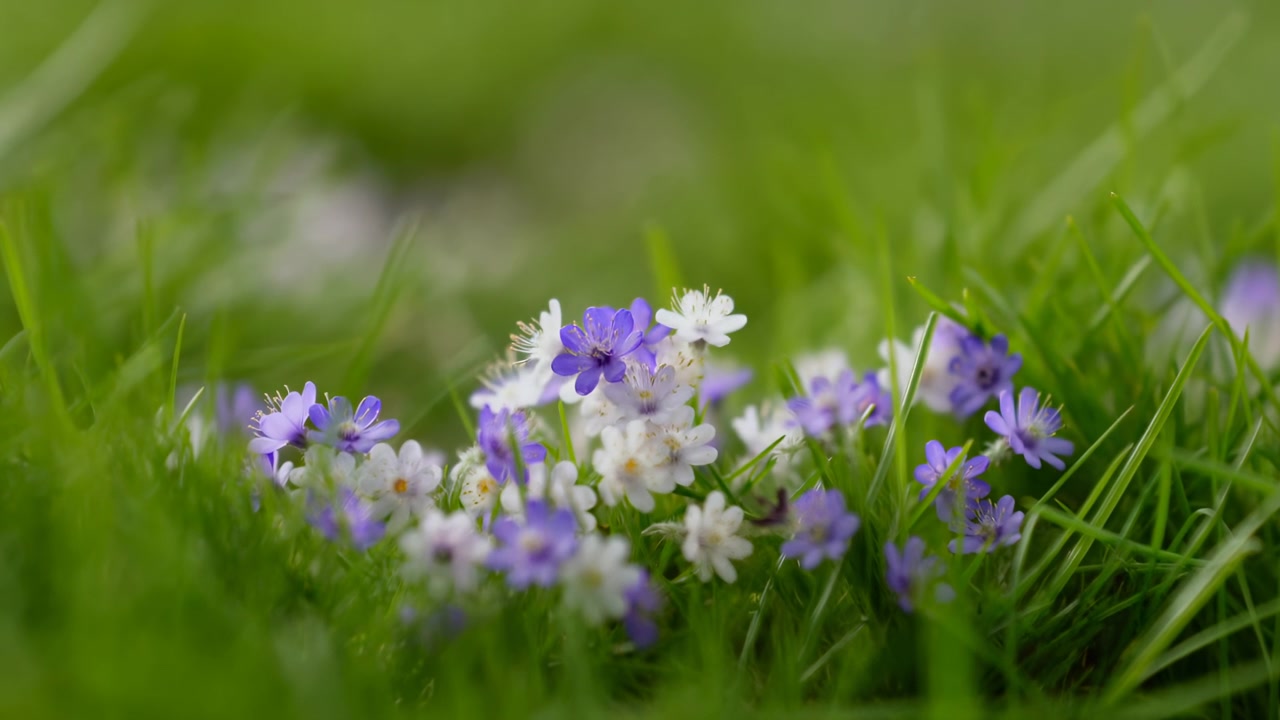 Kleine lila und weiße Wildblumen blühen zwischen hohem grünem Gras in einer ruhigen natürlichen Nahaufnahme, mit einem sanft verschwommenen Wiesen-Hintergrund und mildem Tageslicht.