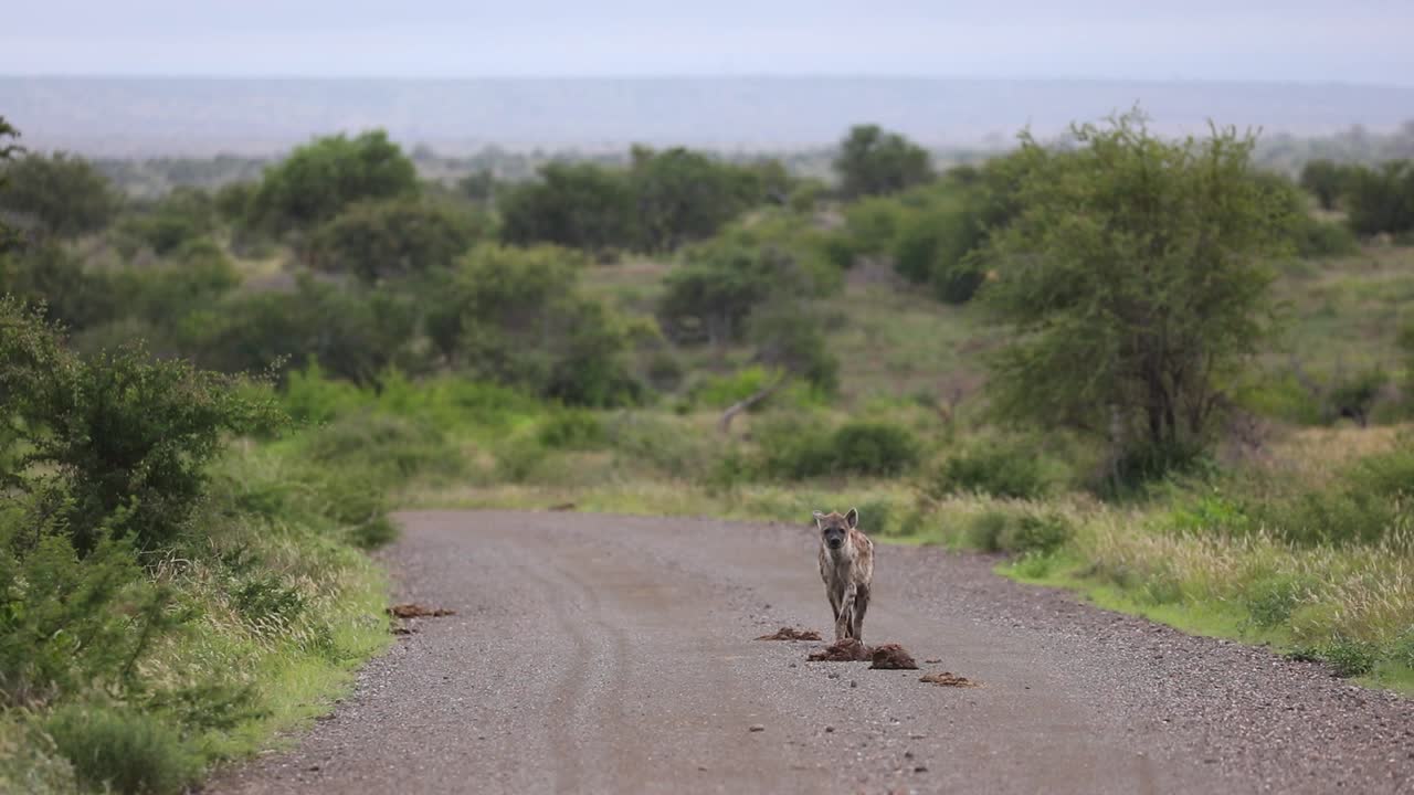 크루거 국립공원의 카메라를 향해 흙길을 걷고 있는 점박이 하이에나 한 마리의 넓은 사진