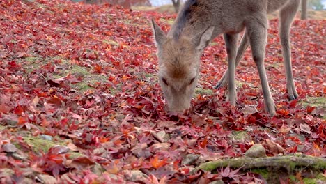 El-Ciervo-Sika-Leonado-Come-Hojas-De-Arce-Rojas-En-La-Escena-De-Otoño