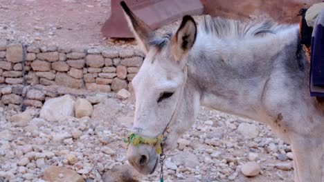 Solo-white-grey-donkey-resting-in-ancient-city-of-Petra,-Jordan