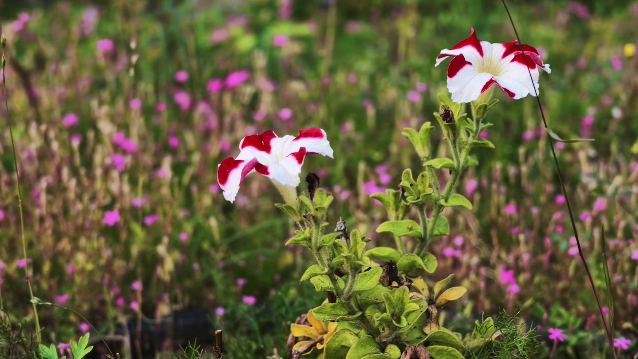 Two red-and-white petunias sway gently in a breeze against a backdrop of blurred pink wildflowers and green foliage.