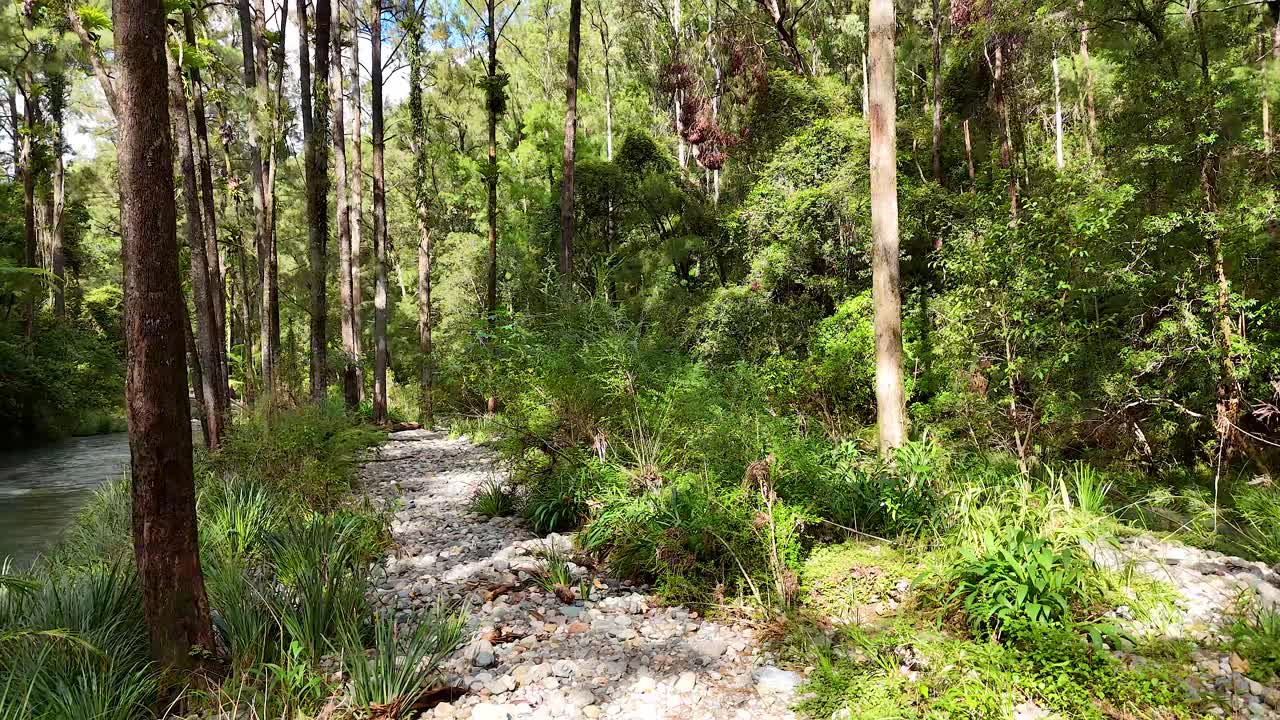 A serene forest stream flows through lush greenery in Bellingen, NSW, under soft natural lighting