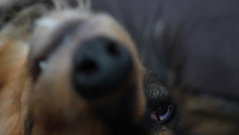 Long-haired-Dachshund-dog-lying-on-its-back-upside-down-sleepily