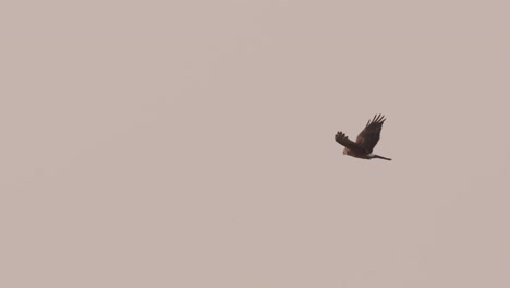 majestic harrier bird flying at cloudy sunset sky, tracking shot, netherlands wildlife