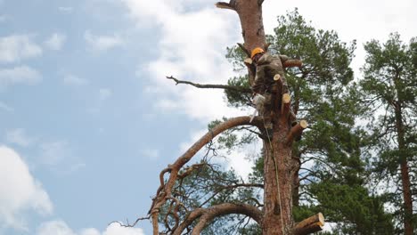 arborist working on a pine tree