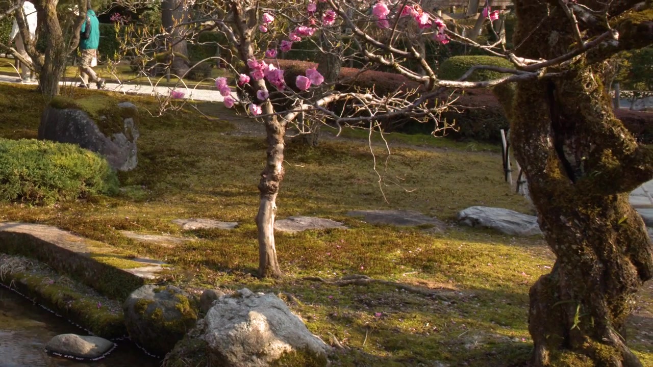 Una lenta inclinazione verso l'alto rivela un tradizionale giardino giapponese con rocce muschiose e alberi in fiore