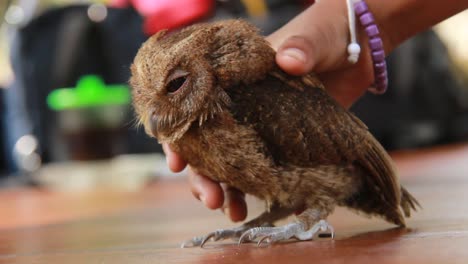 Un-Primer-Plano-De-Un-Pequeño-Y-Lindo-Búho-Mascota