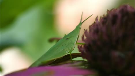 grasshopper close up video, green grasshopper sitting on the flowers