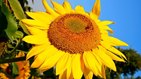 la abeja de la miel recogiendo el polen en un girasol en flor cerca de la composición vertical