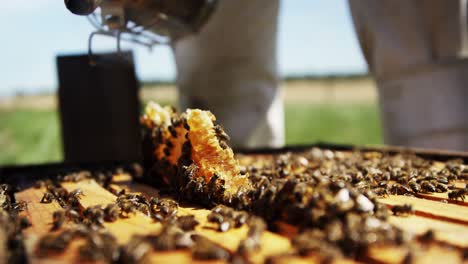 beekeeper smoking the bees away from hive