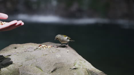 small rain forest birds take food off of rock and fly away, slow motion