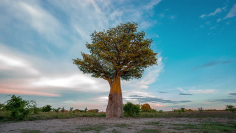 vista desde el mediodía hasta la puesta de sol de un árbol baobab baines solitario parado en medio de un safari africano en botswana áfrica - lapso de tiempo