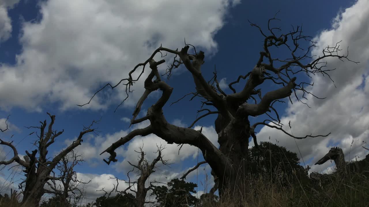 un lapso de tiempo de nubes blancas que soplan sobre árboles muertos a fines del verano en la campiña inglesa, worcestershire, reino unido
