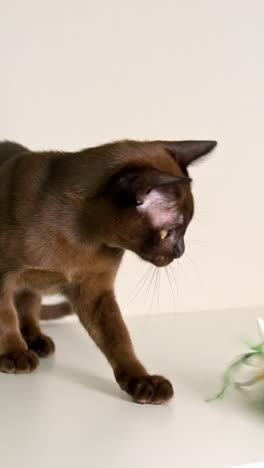 attractive kitty playing with colorful toy. cheerful dark small cat trying to catch toy. vertical video