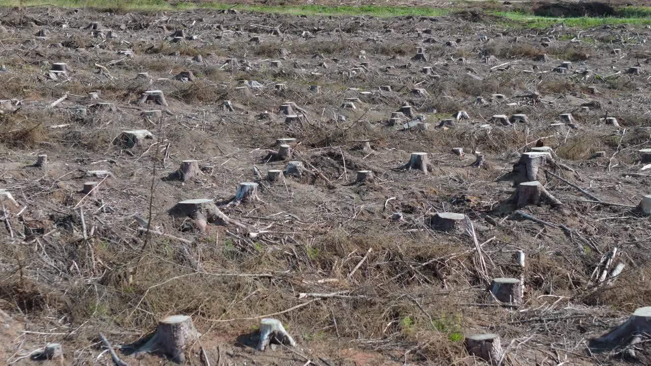 나무가 잘라지고 나무 줄기가 잘라진 숲에서 벌목된 땅과 산림 벌채의 공중 사진