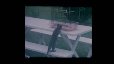 pet cat taunts bird
