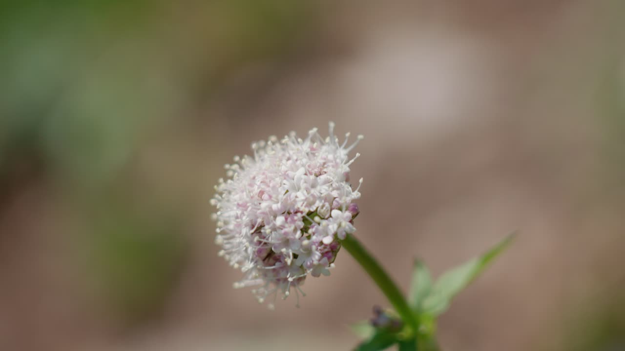 White Flower at Blue Lakes Trail, Colorado